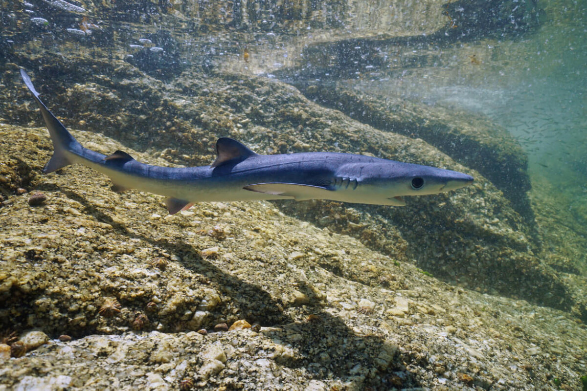 Tintorera en aguas poco profundas del Atlántico de España.