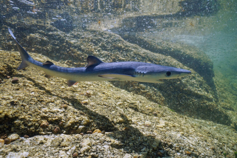 ¿Por qué los tiburones se acercan a la orilla del mar?