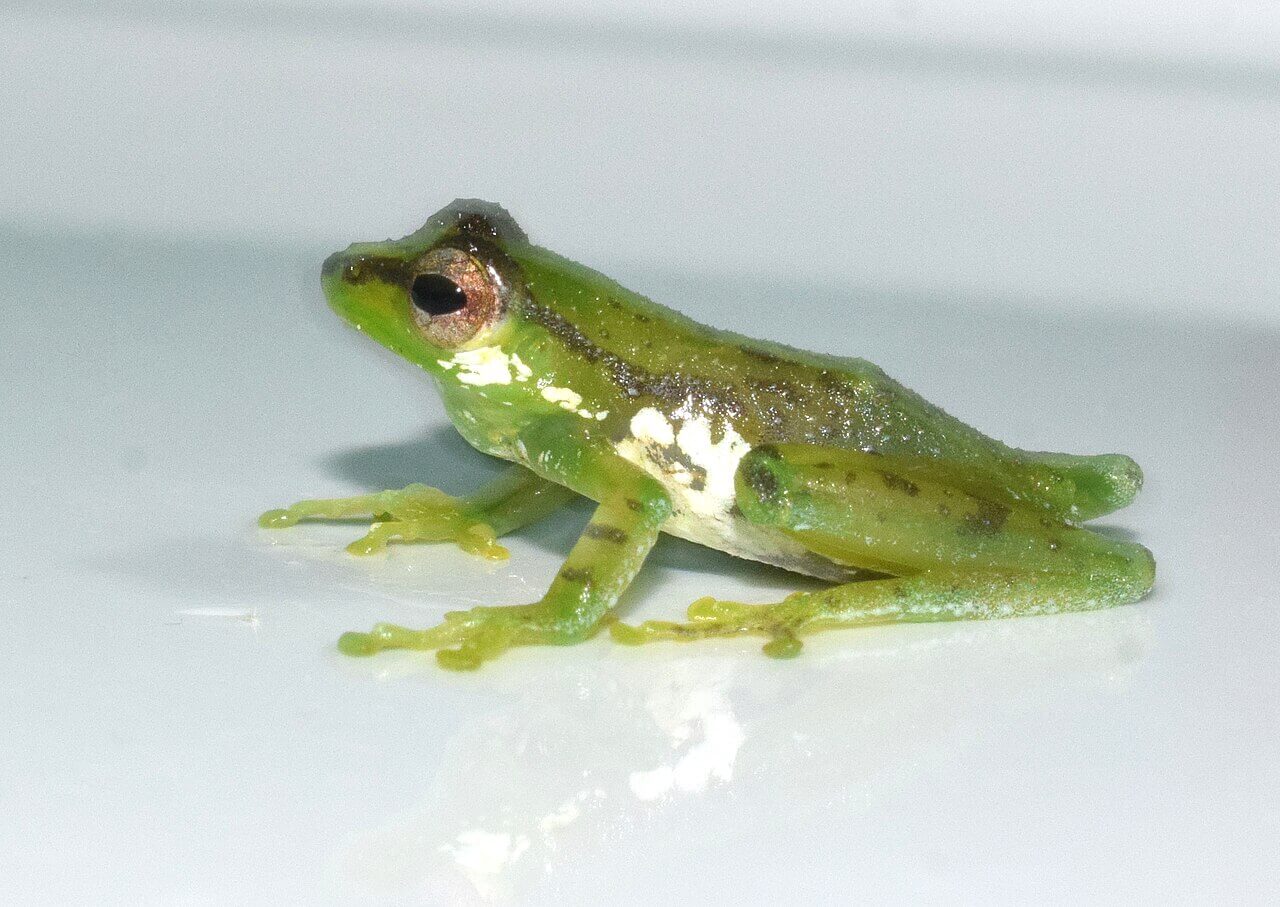 A Patkai green tree frog.