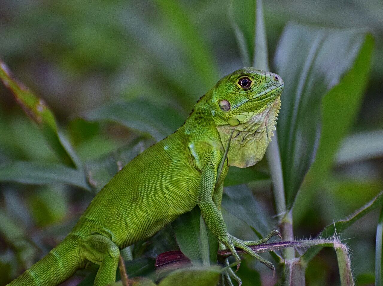 Iguana verde en medio de vegetación.