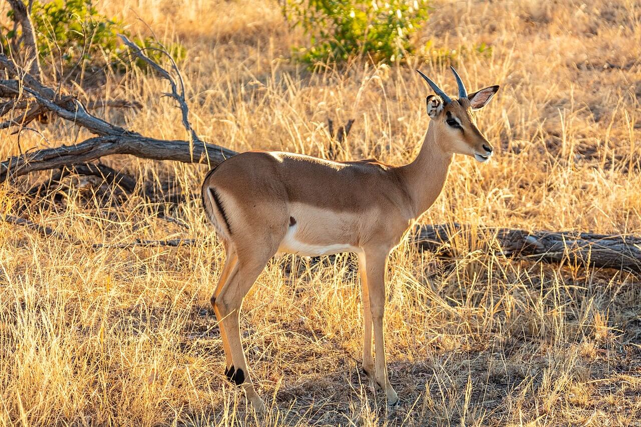 An impala standing in tall dry grass.