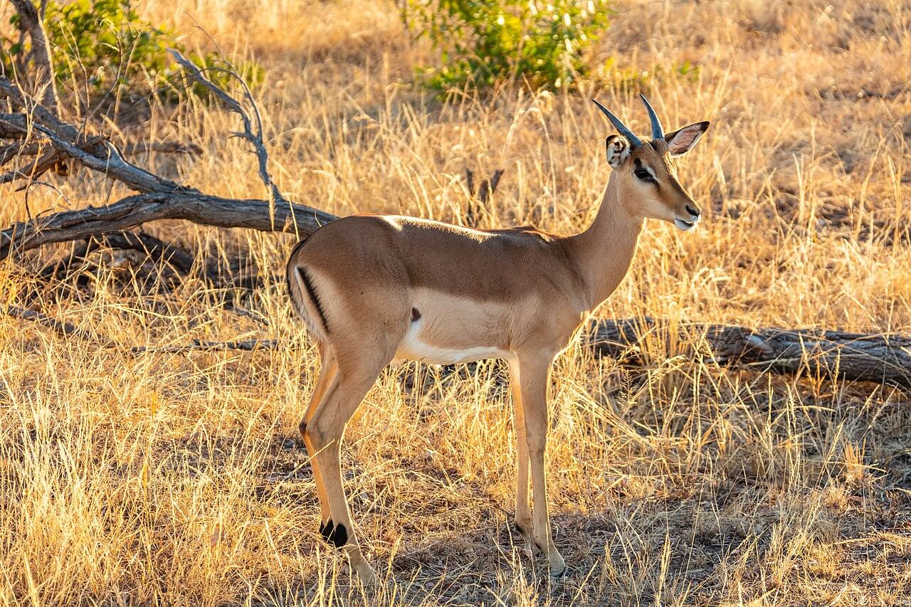 Impala en su hábitat.