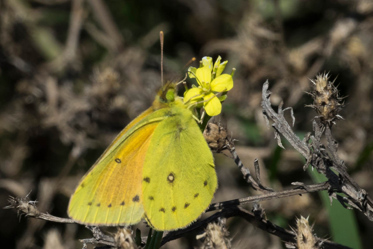 Isoca de la alfalfa posada sobre una flor. 