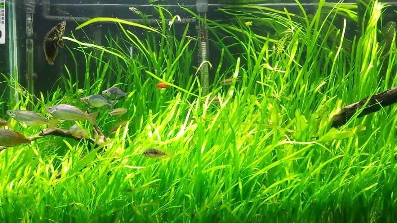 Peces nadan entre Vallisneria: una de las plantas de acuario para principiantes.