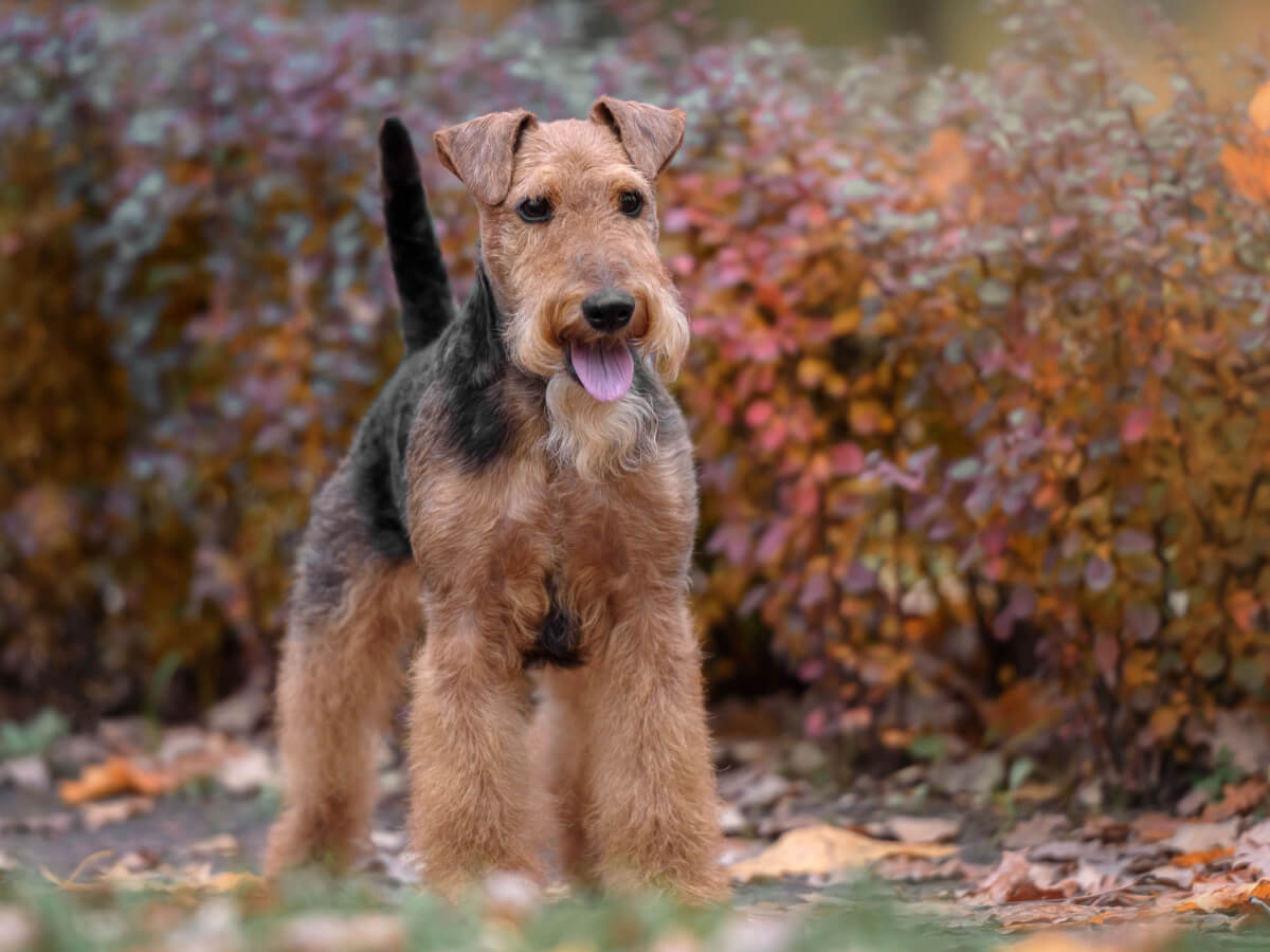 Airedale terrier, razas de perros medianos.