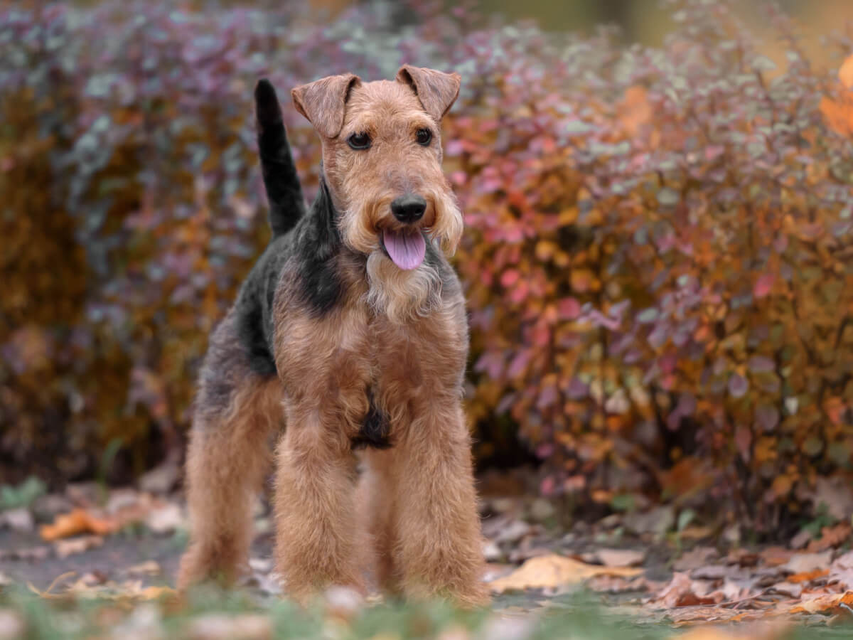 An Airedale terrier standing in the grass with fall colored shrubs behind it.