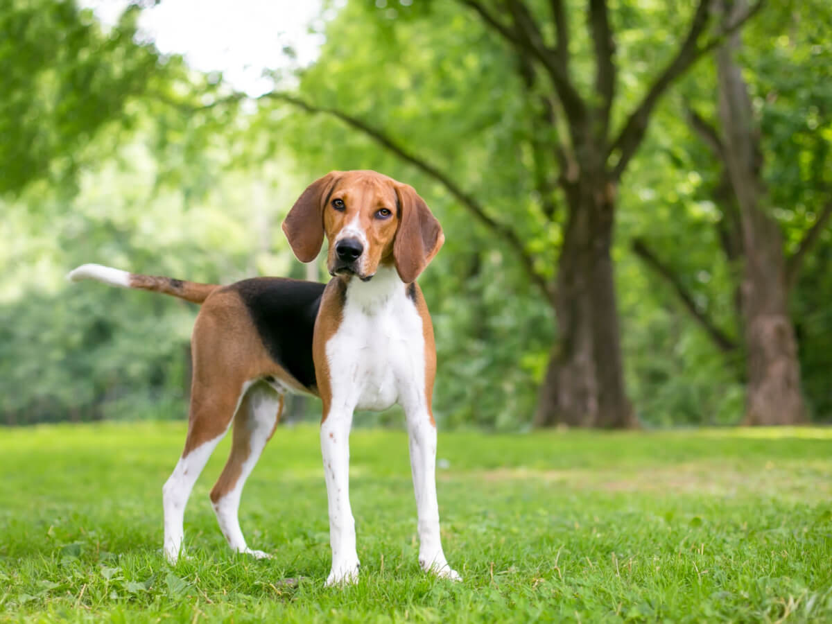 An American Foxhound standing on a grassy lawn bordered by trees.