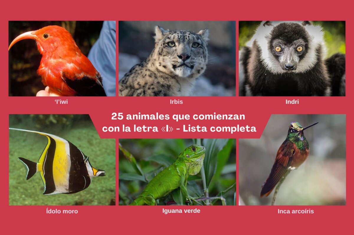 Animales que comienzan con la letra I.