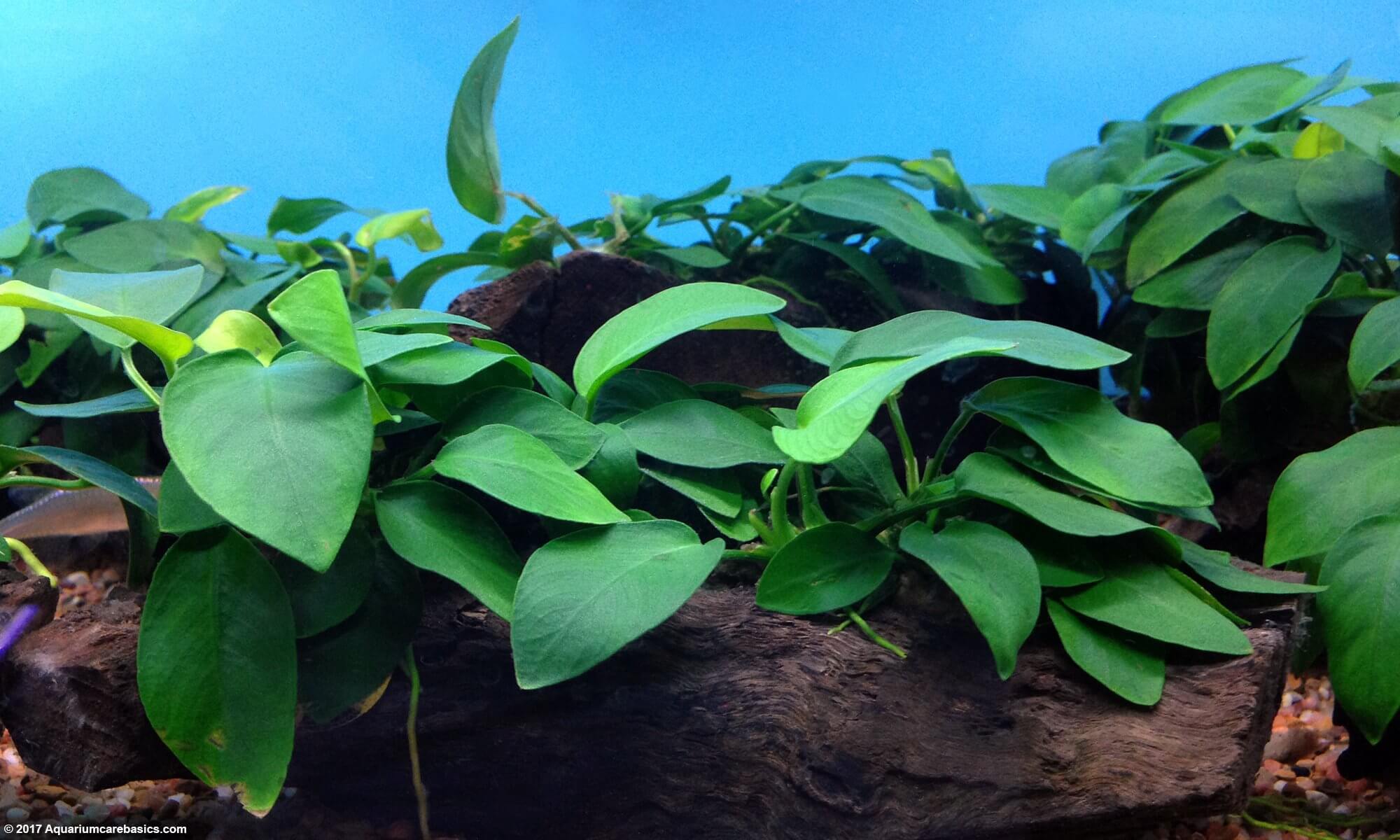 Anubias in an aquarium attached to a log.