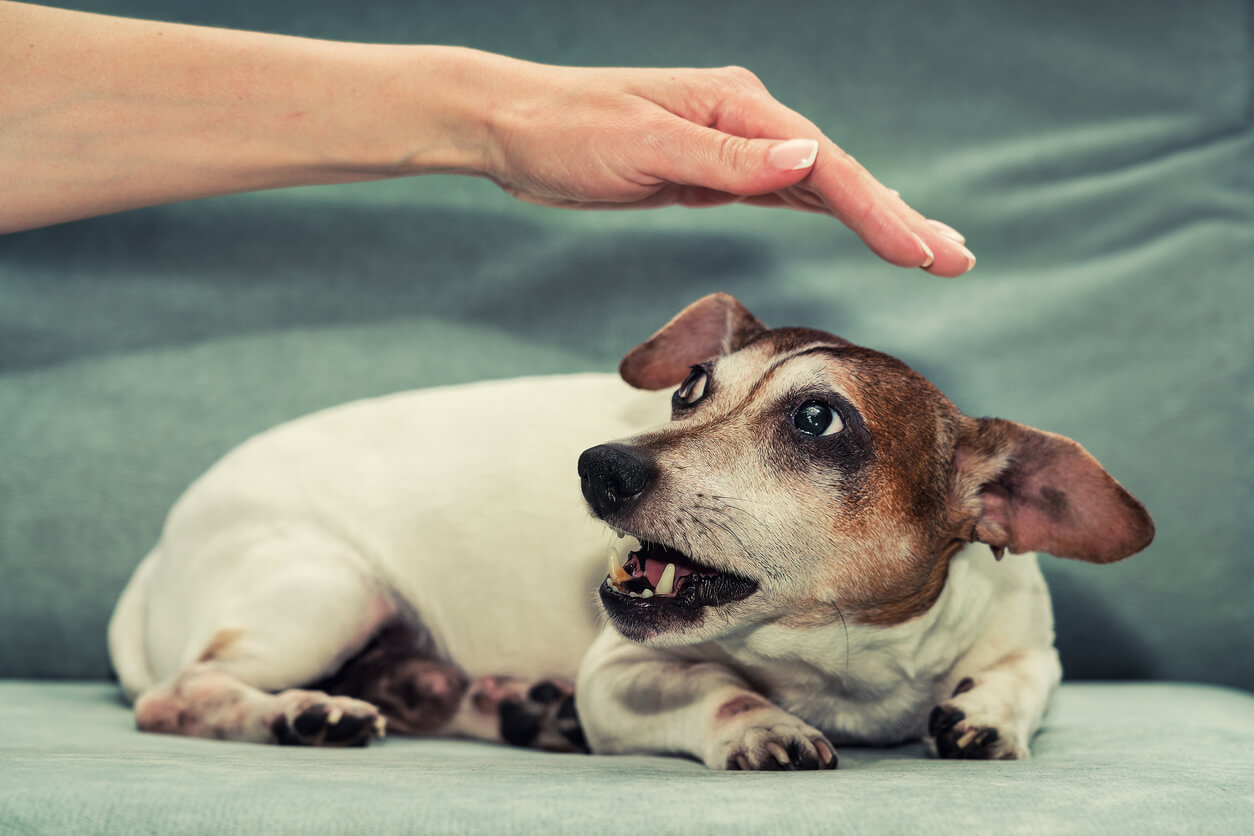 Il cane Jack Russell Terrier mostra aggressività quando viene avvicinato dagli umani.