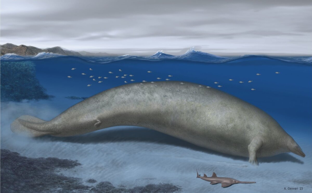 La nueva especie de ballena descubierta podría ser la más pesada de la historia