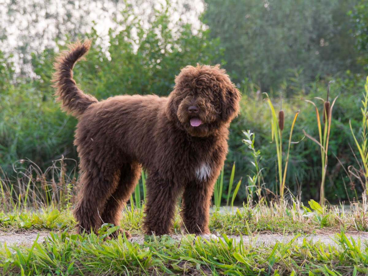 Barbet, perros medianos.