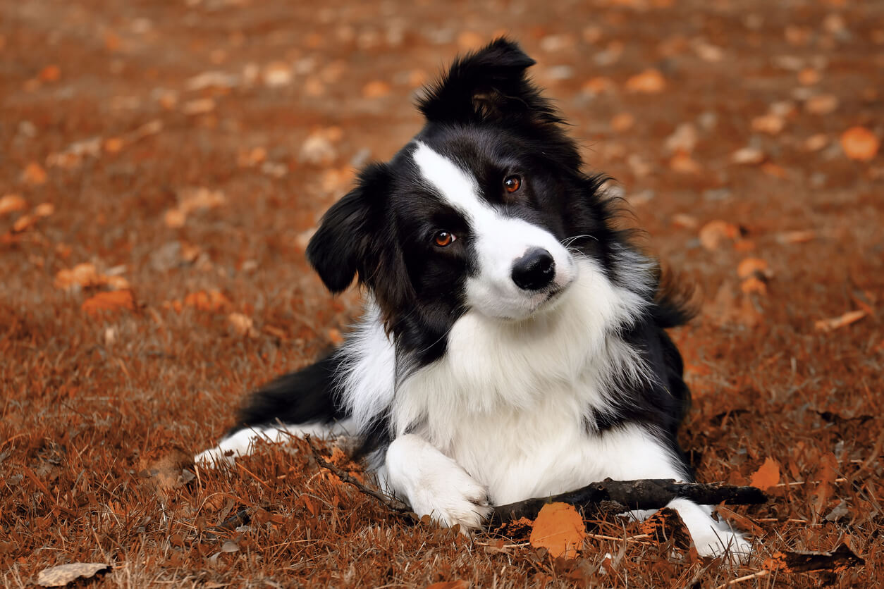 A black and white border collie playing with a stick in the dry fall grass.