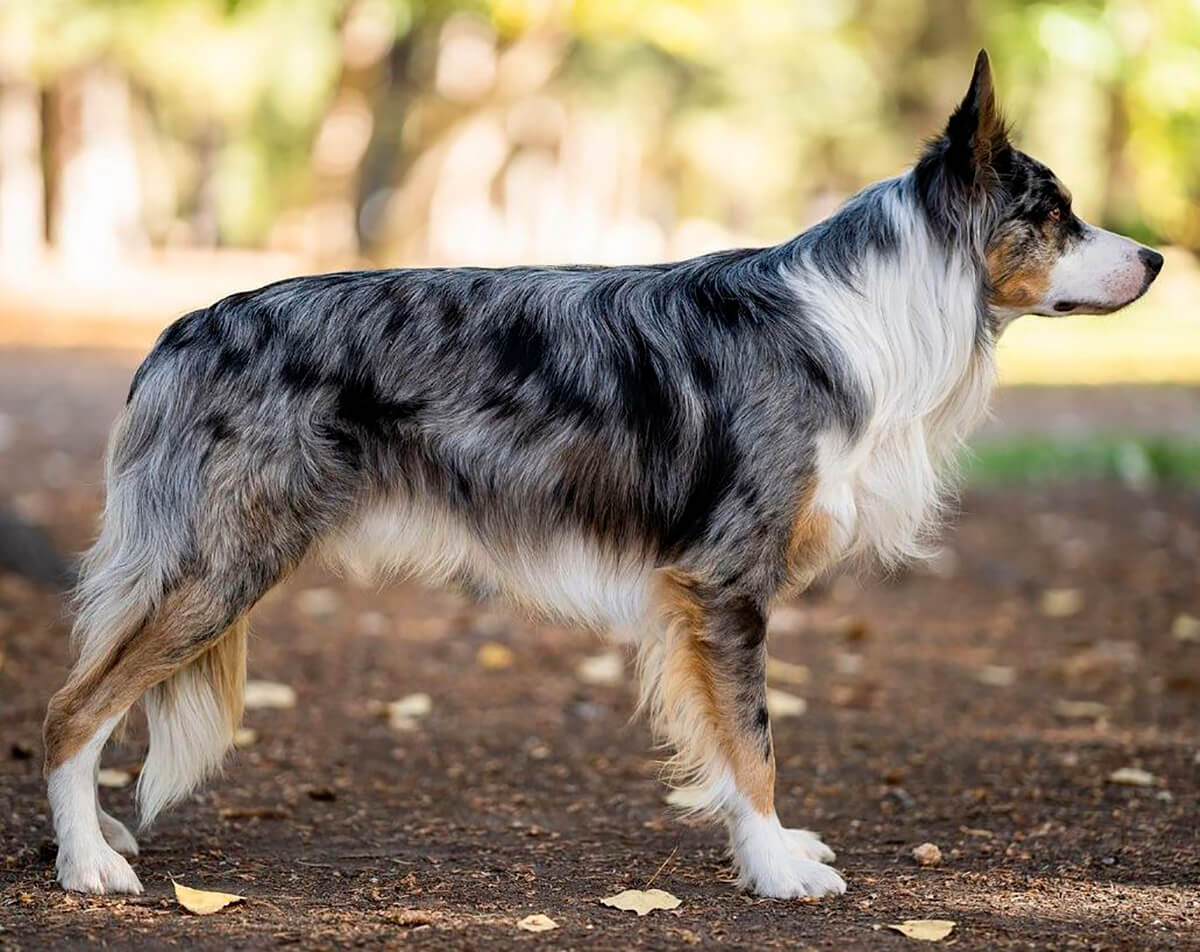 Mirada lateral de un border collie blue merle tricolor. 