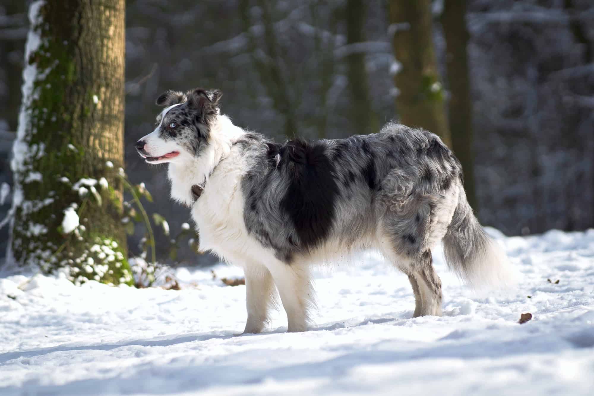 A blue merle border collie in a snowy forest.