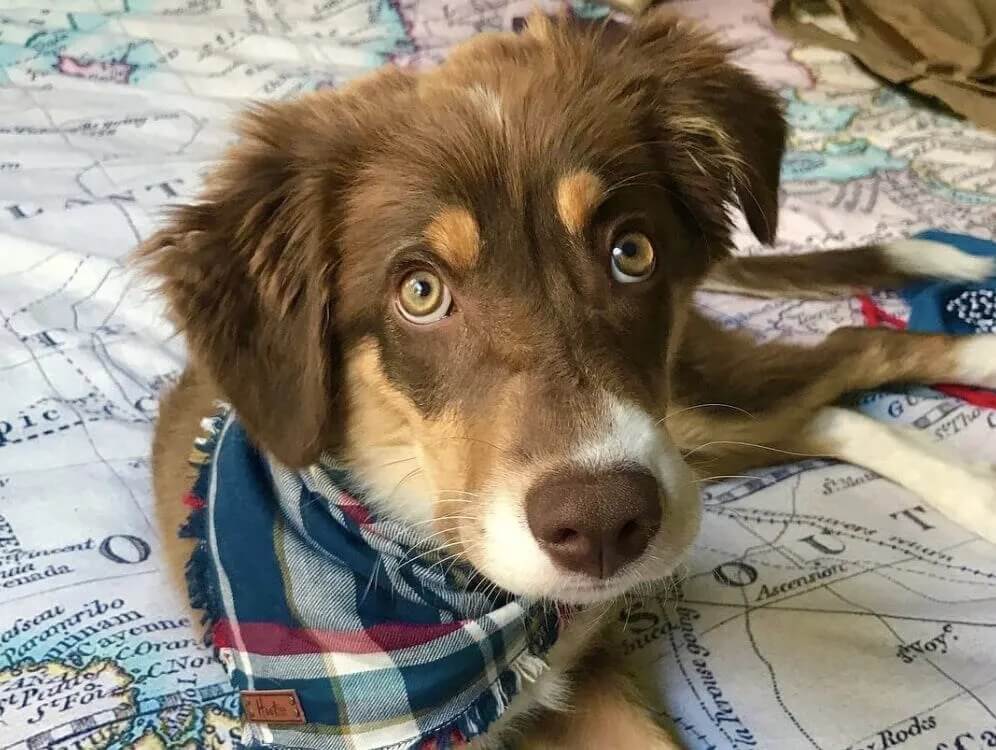 A chocolate tricolor border collie with a plaid bandana tied around its neck.