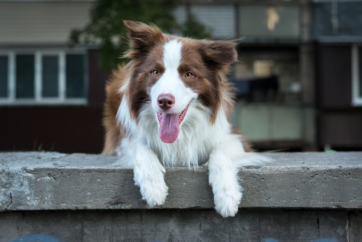 Border collie chocolate, sentado en el suelo. 