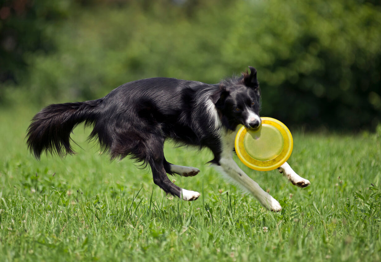 Il border collie di razza prende un frisbee.