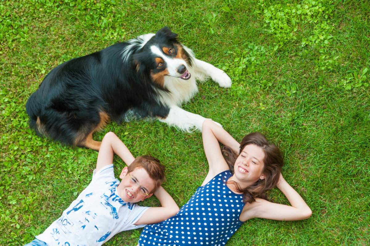 Perro border collie en familia, junto a dos niños.