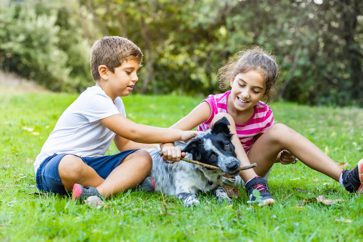 Niños acarician a su perro en el jardín, durante su tiempo de border collie en familia. 