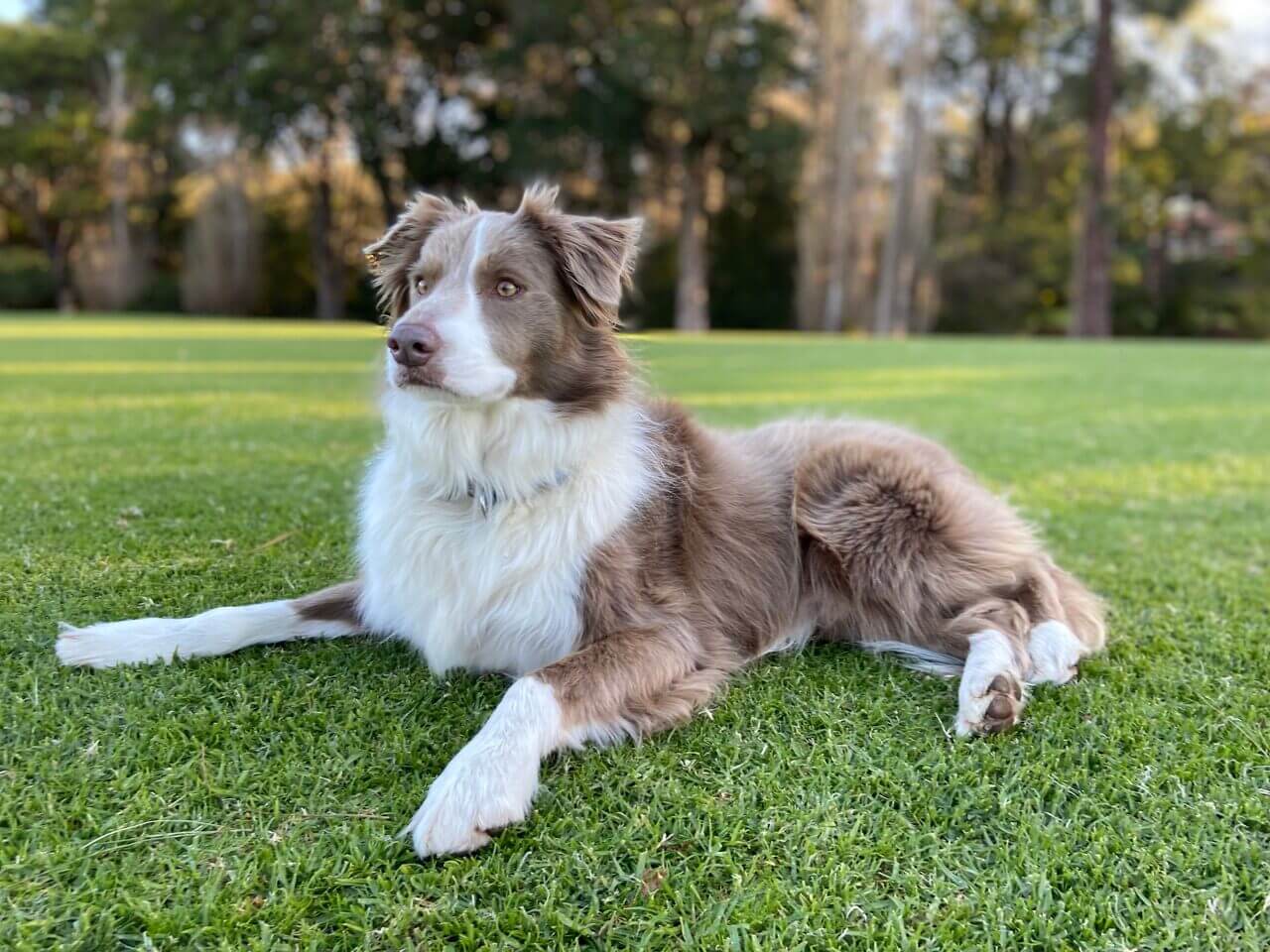 Border collie lilac, recostado al aire libre. 