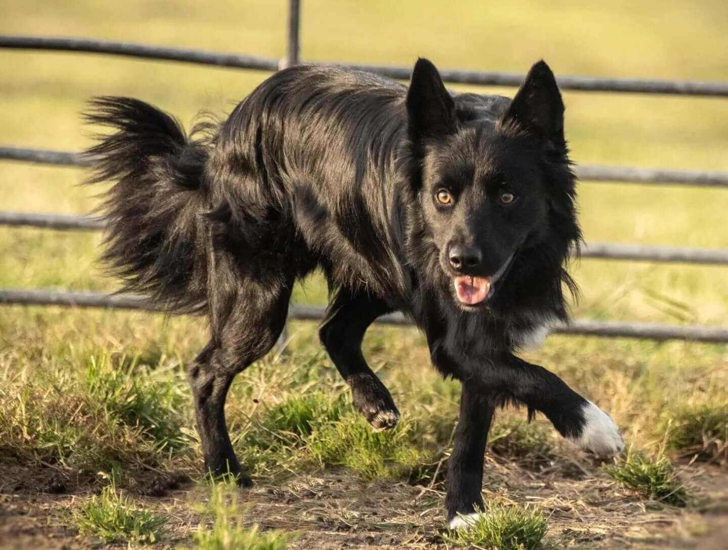 Border collie negro, al aire libre. 