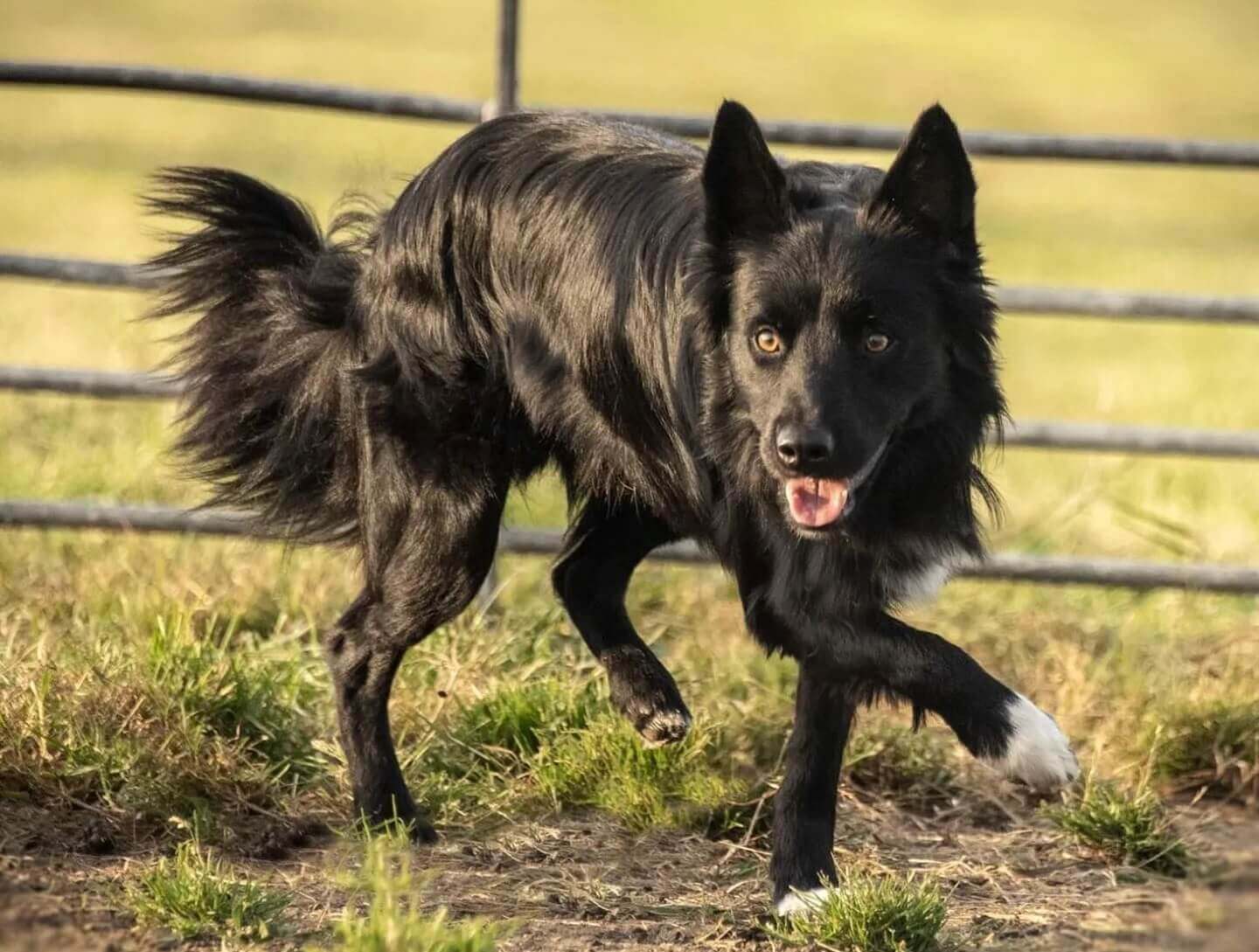 A black border collie with white on its feet and chest.