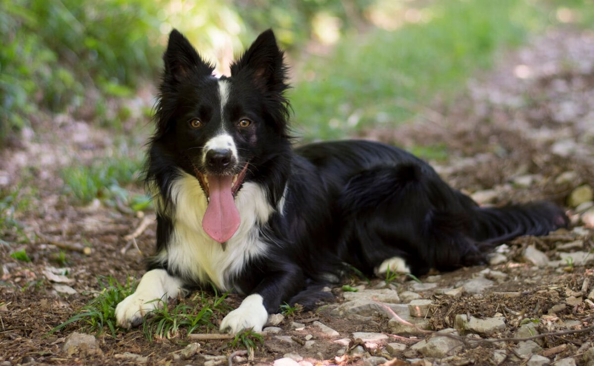 Border collie de raza en el bosque.