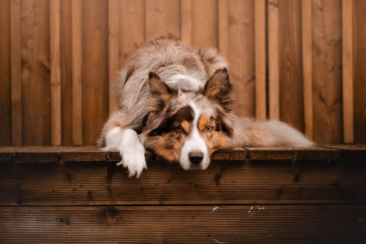 Border collie red merle tricolor, recostado sobre un piso de madera.