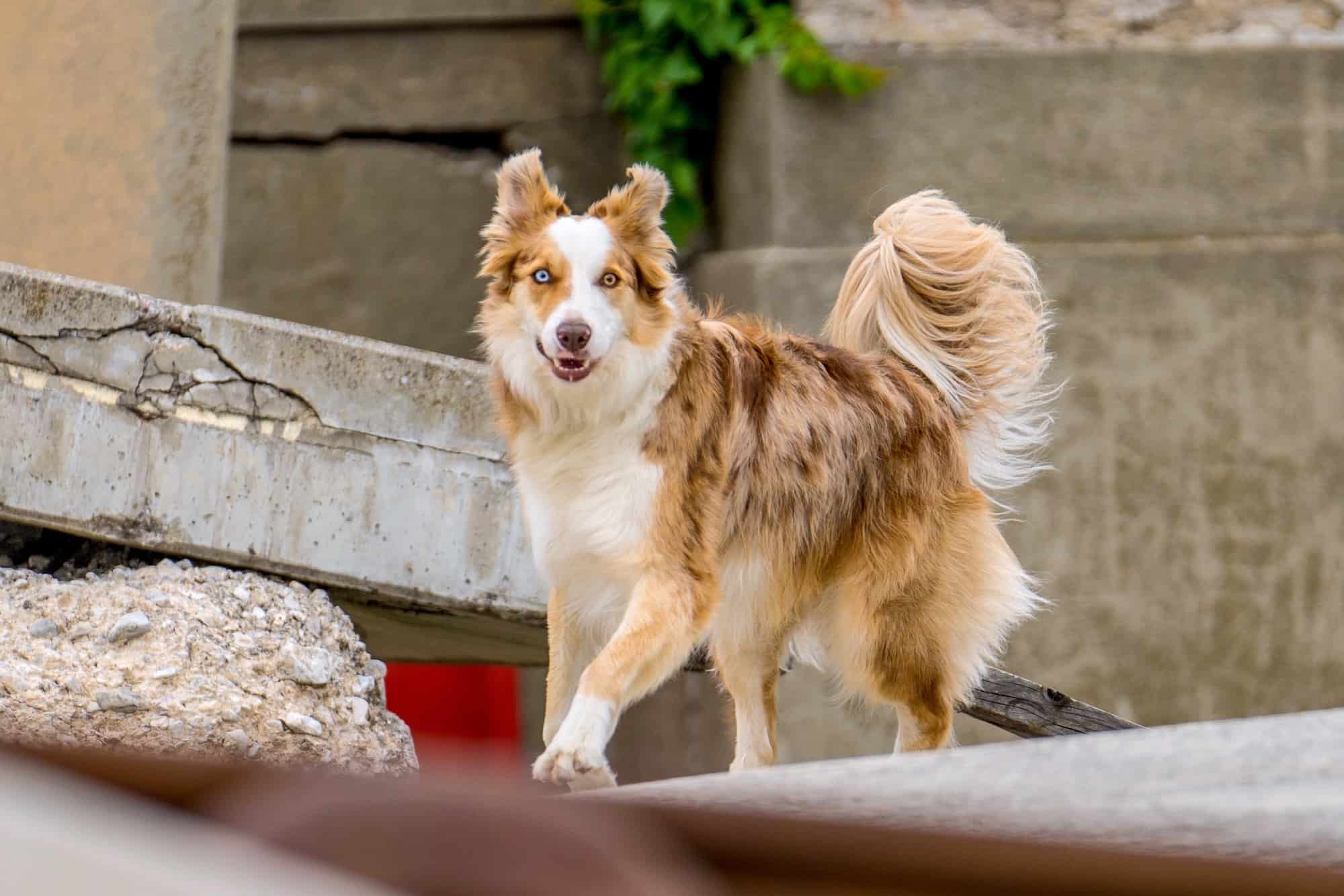 Border collier red merle al aire libre. 