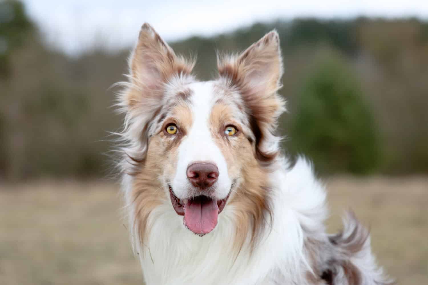 Border collie sable merle con la lengua afuera. 