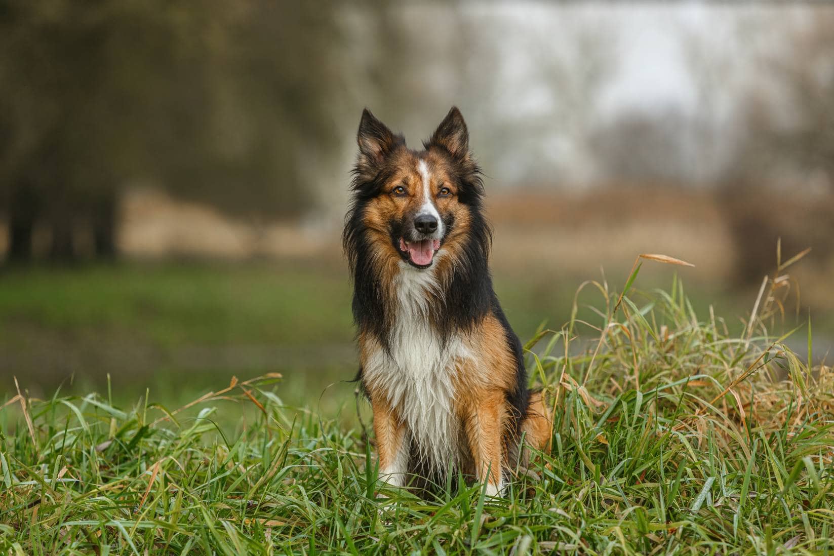 Border collie sable, en medio de la vegetación. 