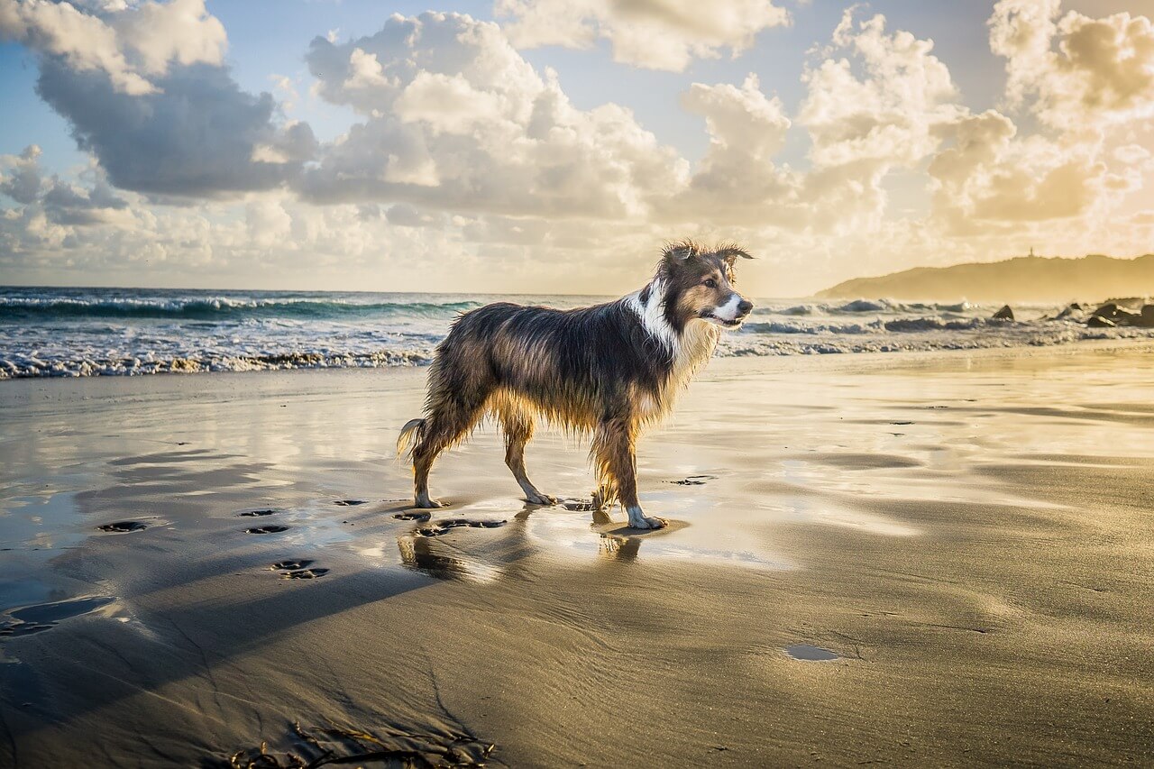 A seal merle border collie standing on the ocean shore.