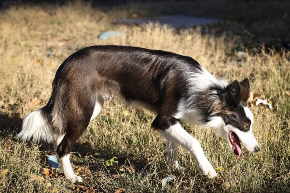 A border collie playing in the grass near a pond.