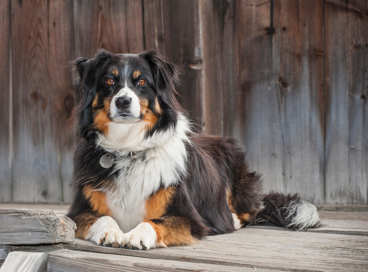 A tricolor border collie lying on a rustic wooden floor, with a rustic wooden wall in the background.
