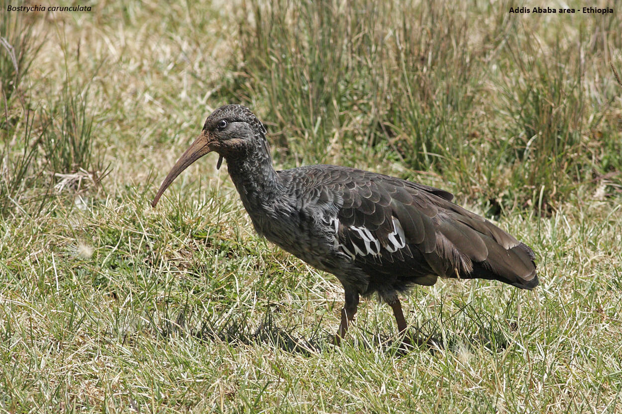 The wattled ibis.
