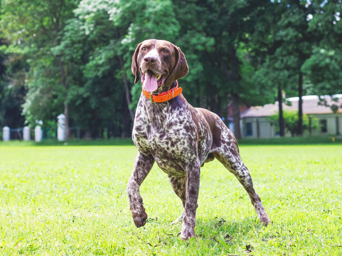 A brown and white German Shorthaired Pointer.