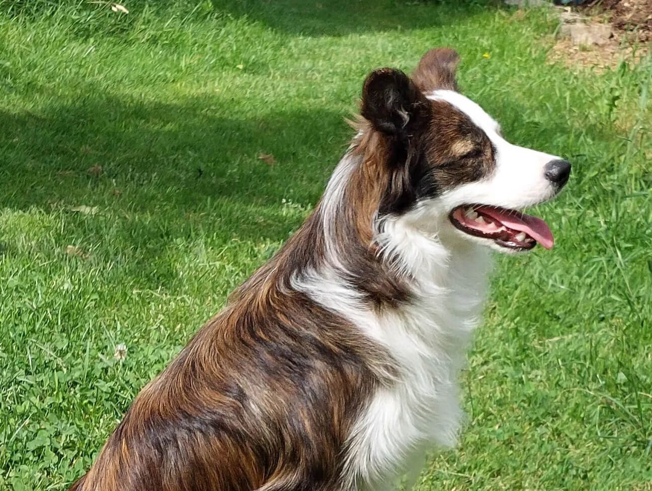 Border collie brindle, en un jardín. 