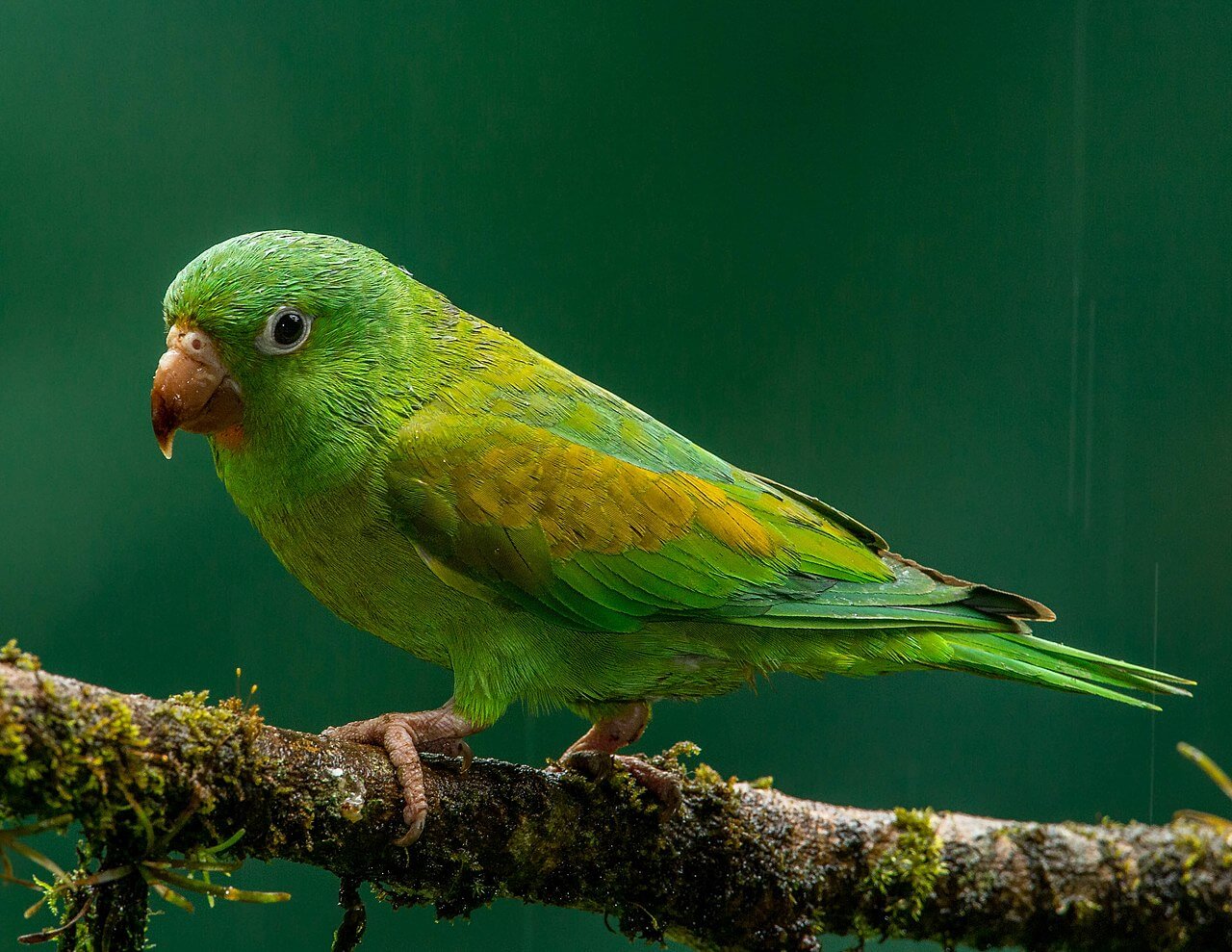Catita churica posada sobre la rama de un árbol.