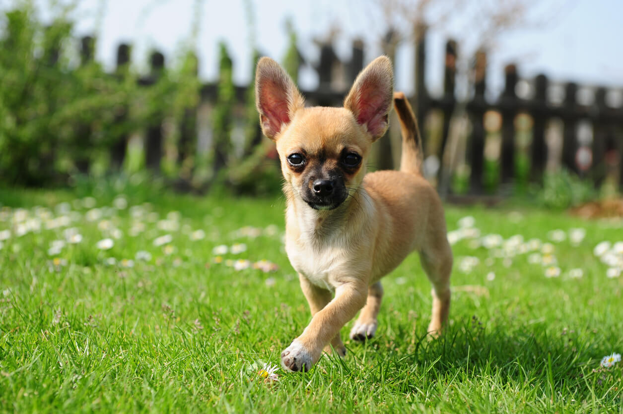 Chihuahua corre sobre el césped de un jardín.