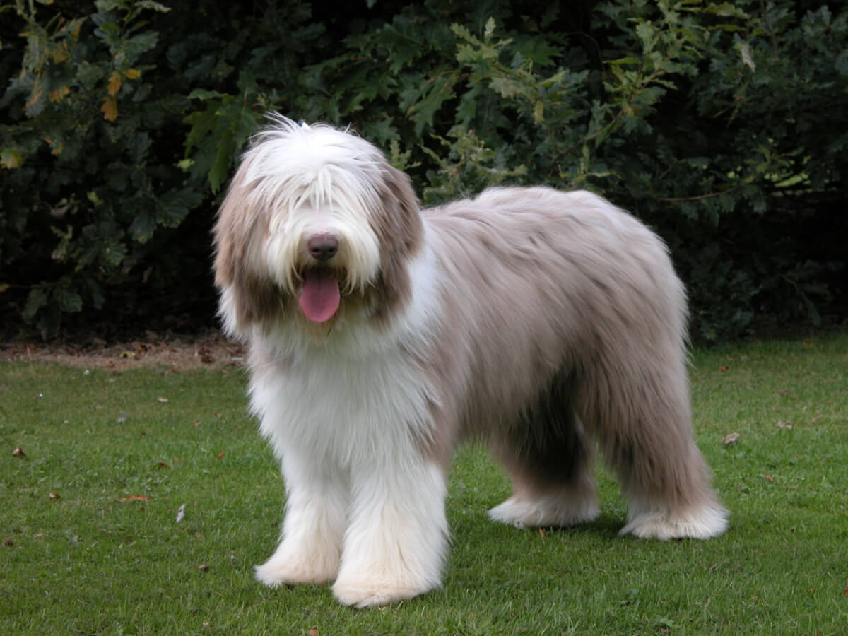 Collie barbudo, razas de perros medianos.