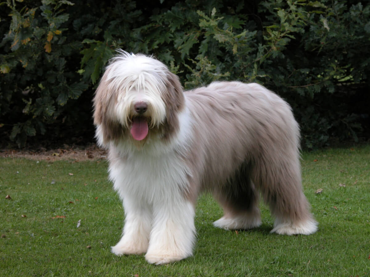 A grey and white bearded collie.