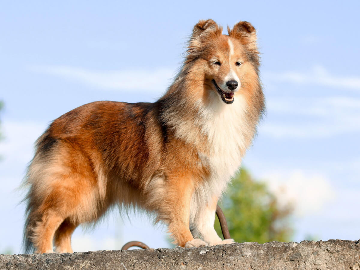 Collies are a medium-sized dog breed.