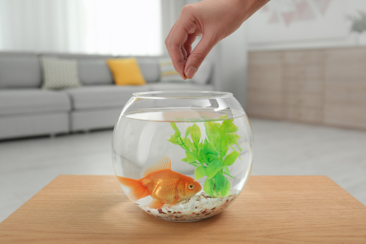 Mujer alimenta a su mascota con comida casera para peces.