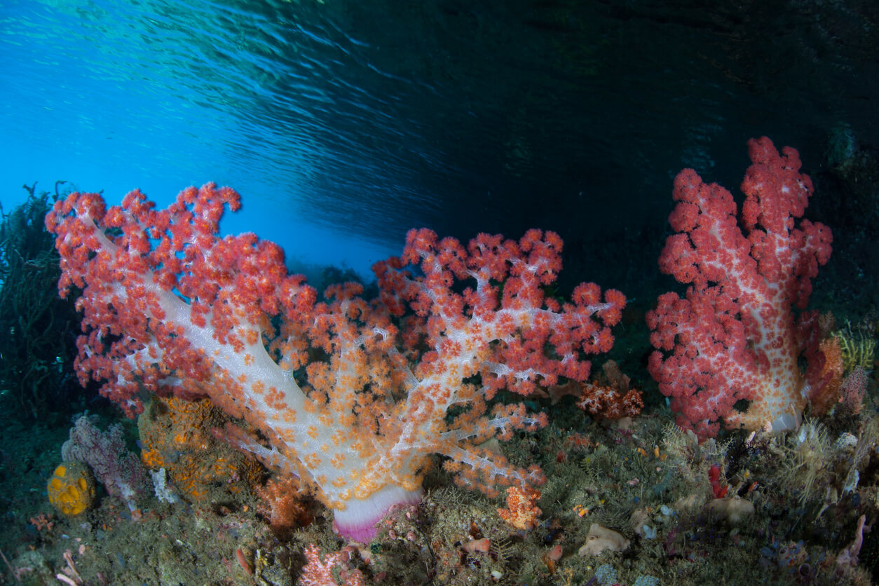 Corales blandos son un tipo de animales invertebrados que forman parte de la vida marina. 