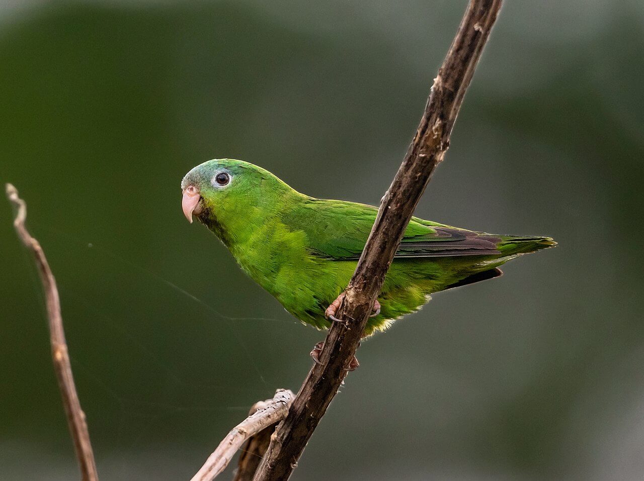 Cotorrita amazónica posada sobre la rama de un árbol. 