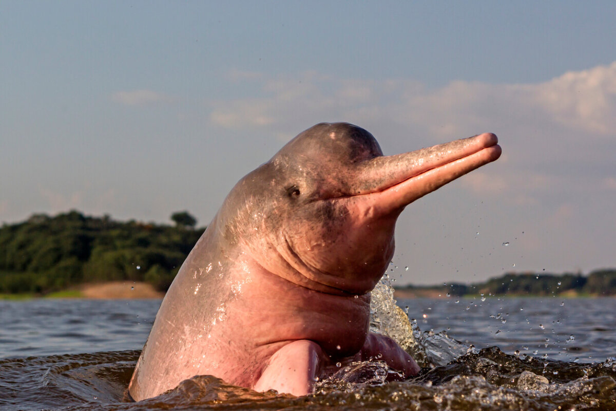 Delfín rosado con la cabeza fuera del río.