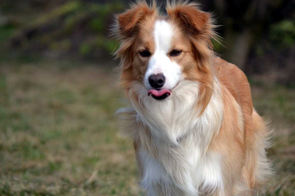 Ee-red border collie saca la lengua. 