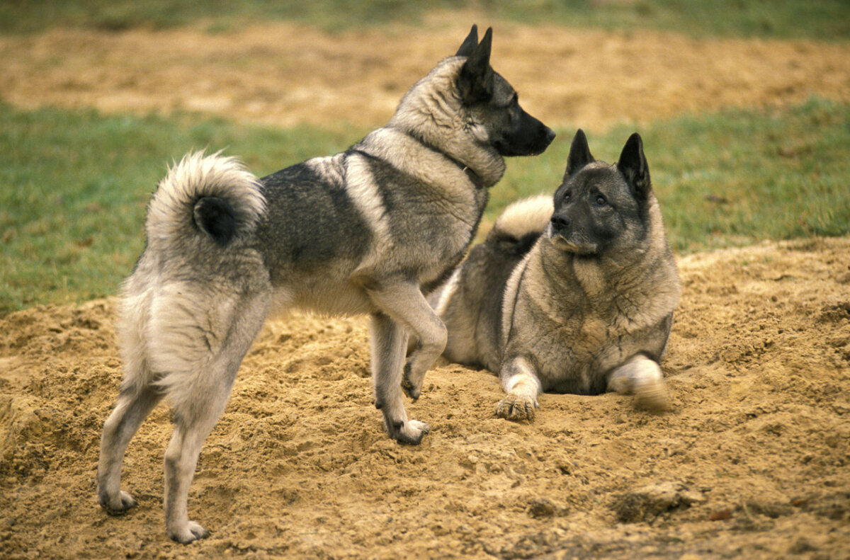 Two elhounds playing in the sand.