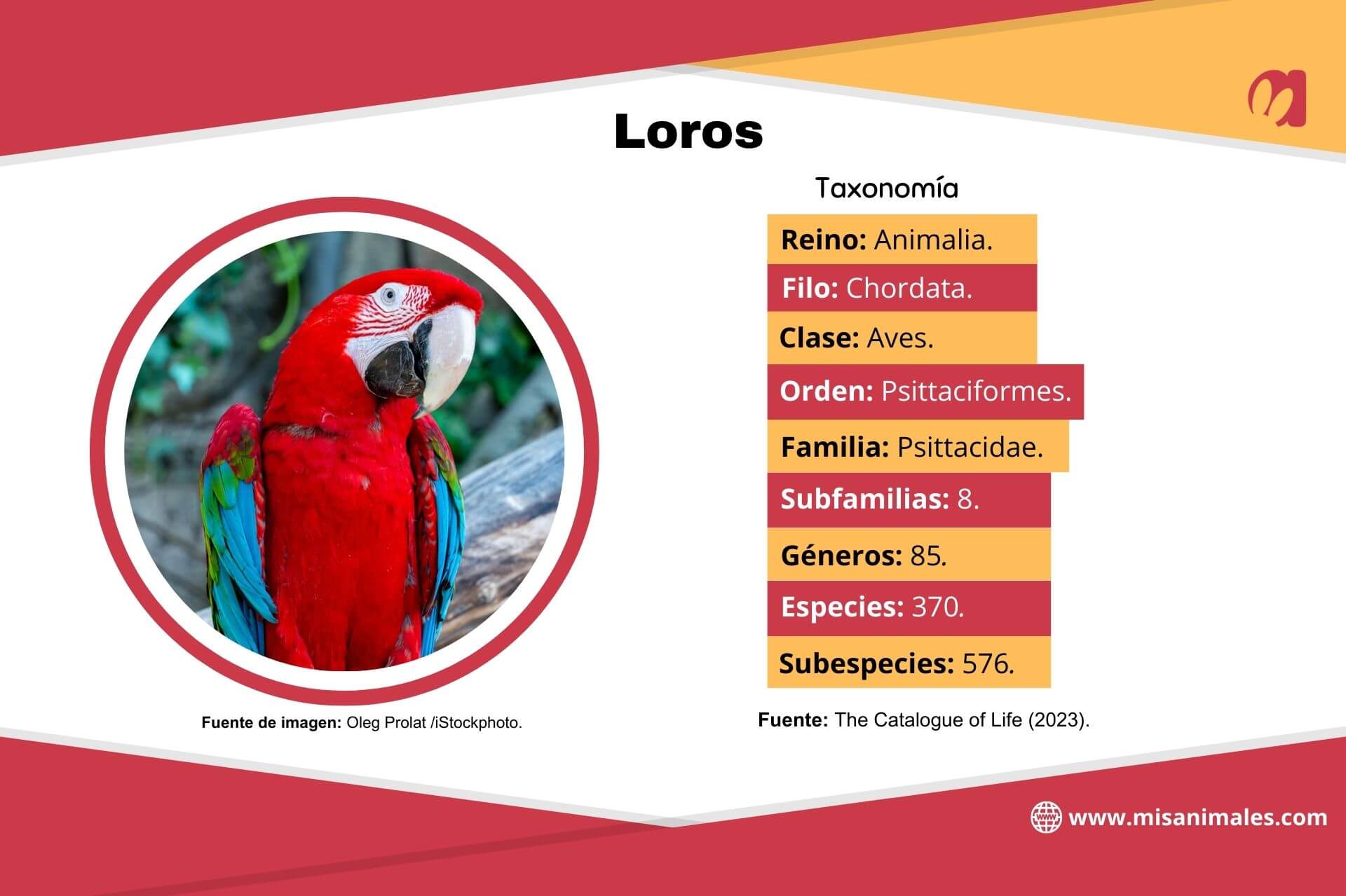 Ficha de la taxonomía de los loros con foto. 